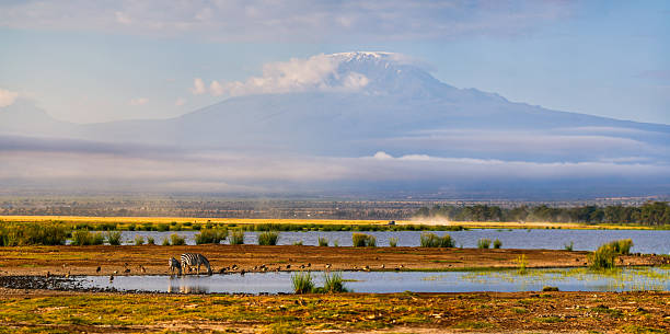 zerba drinking water in a pond in front of mt kilimanjaro