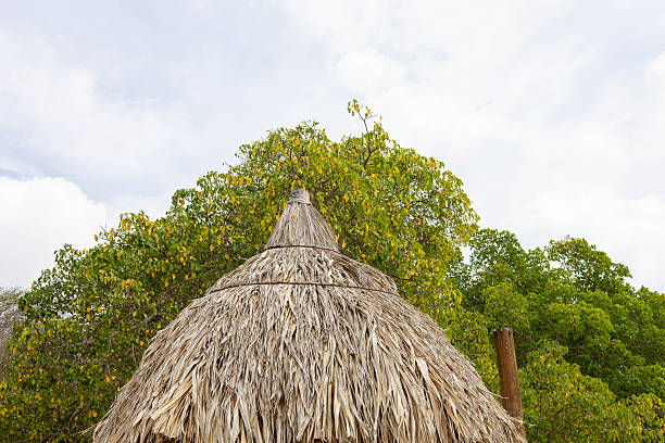 istock Manchineel tree and parasol 2225621163