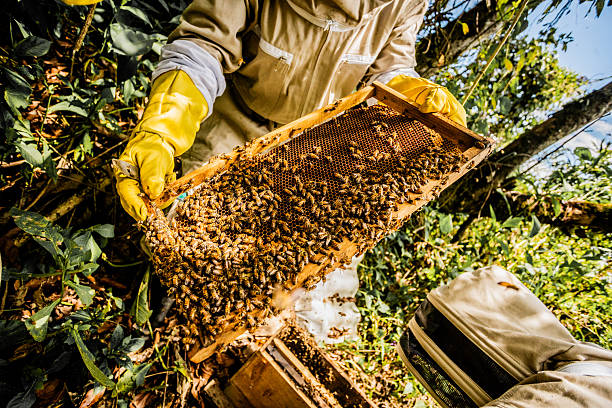 istock Close-up of a farmer working on a apiary 2225623385