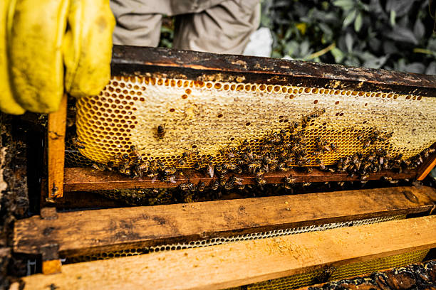 istock Close-up of a farmer working on a apiary 2225623486
