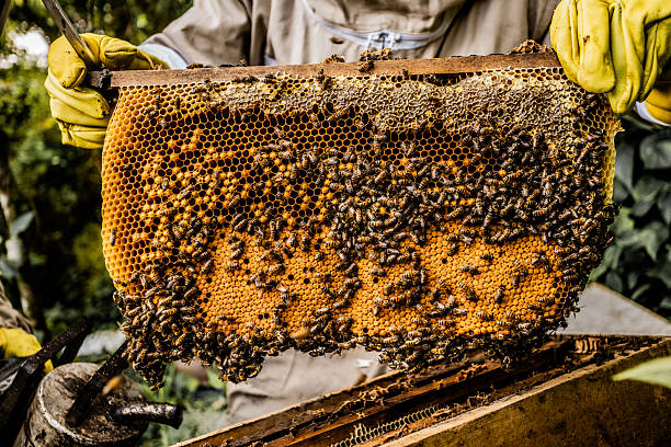 istock Close-up of a farmer working on a apiary 2225623581