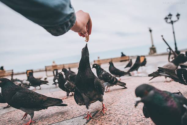 Santiago, Chile - November 27, 2017: A chilean small boy with his father laughing while playing with doves / birds at Plaza de Armas in Santiago's Downtown in summer season.