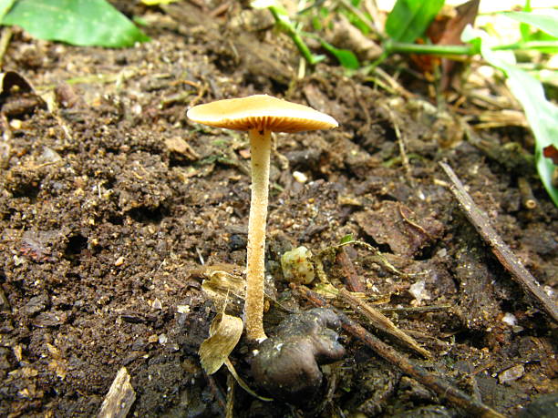 istock Agrocybe pediades mushroom growing in forest soil 2225625743
