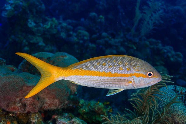istock Schoolmaster Snapper (Lutjanus apodus), Roatan, Honduras, Caribbean 2225626110