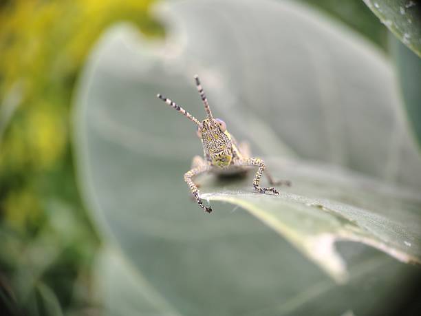 Close-up of a cricket