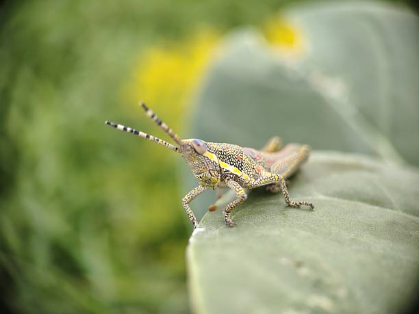 Poekilocerus pictus, the painted grasshopper, aak grasshopper or ak grasshopper, is a fairly large and brightly coloured species of grasshopper found in India, Pakistan and Afghanistan, especially in drier regions