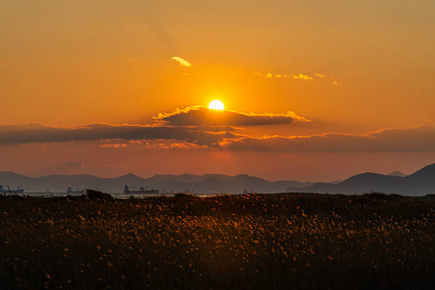 istock sunset over the reed field at the seaside 2225626626