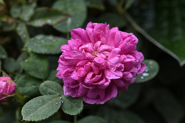 Purple Moss Rose in Raindrops