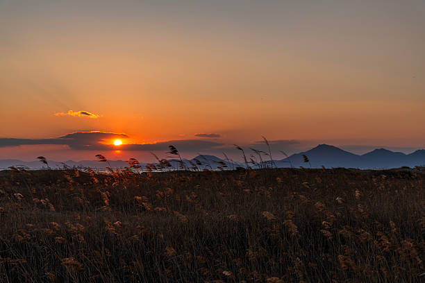 istock sunset over the reed field at the seaside 2225626857