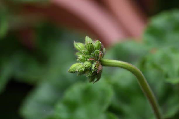 Green bud of a house flower growing in a pot