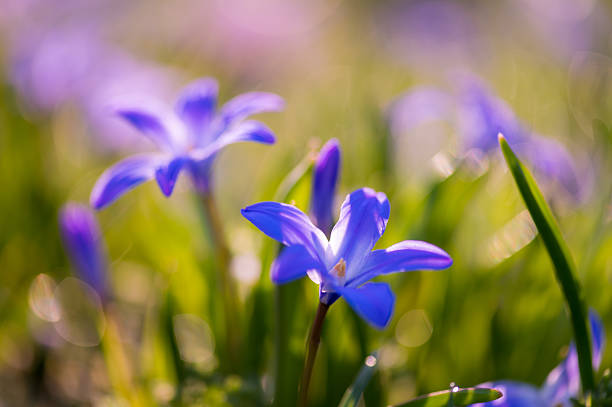 Close-up of Chionodoxa luciliae (glory-of-the-snow) with glowing petals in golden hour light. Vibrant spring flora with dreamy bokeh background.