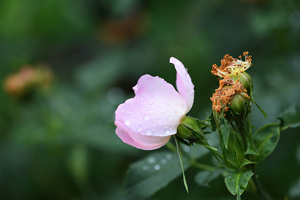 Small rosehip flower (rosa canina) slightly pink