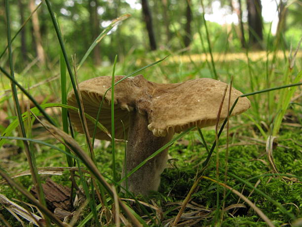 Lactarius tabidus mushroom growing among moss in forest