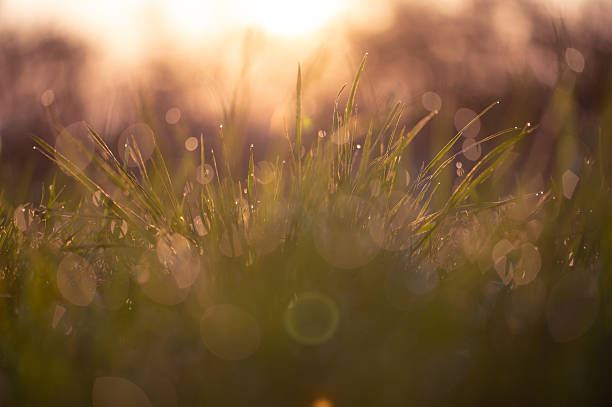 istock Morning grass with dew and soft sunrise bokeh 2225627468