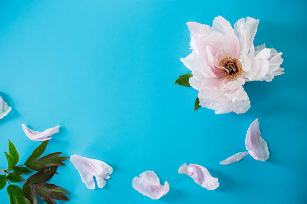 istock Lush tree peony with a clean place for text on a blue background 2225627622