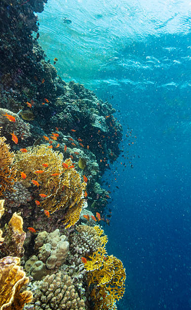 istock Underwater Tropical Corals Reef with colorful sea fish 2225627804