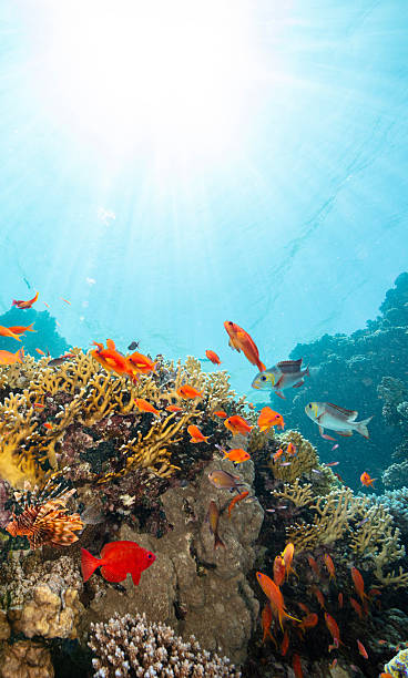 istock Underwater Tropical Corals Reef with colorful sea fish 2225627825
