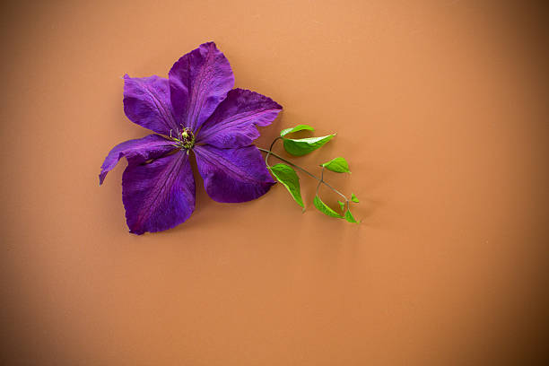 Aesthetic composition with clematis on neutral brown background.