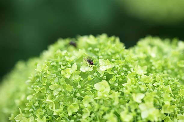 Gartenisia flowers and a fly sitting on them after the rain
