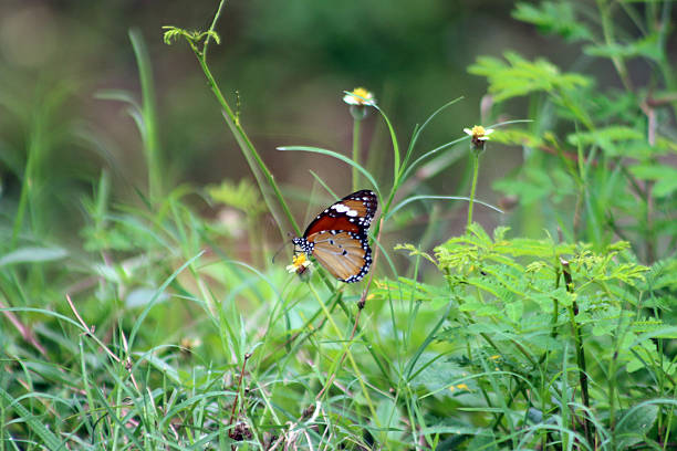 Brown butterfly on flower in garden, Thailand