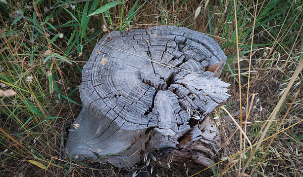 istock A large log is sitting on the ground in a grassy field 2225629850
