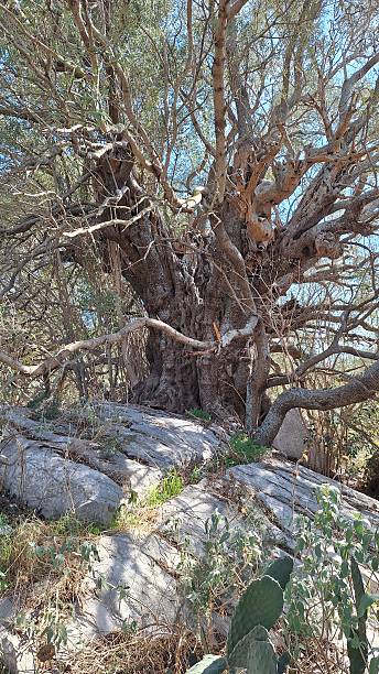 istock Giant very old (more 1000 years) olive tree in Greece 2225629871