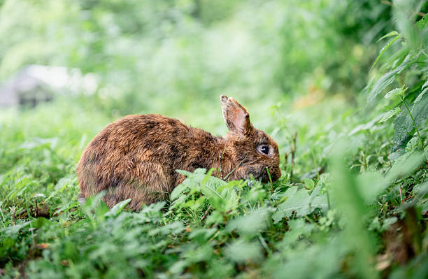istock Cute brown rabbit sitting on green grass in backyard garden 2225630783