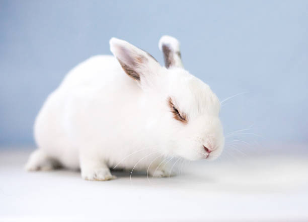 istock A white pet rabbit with its eyes closed 2225631630
