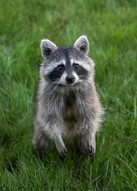 Mapache 1000+ Fotos de mapaches | Descargar imágenes gratis en Unsplash
