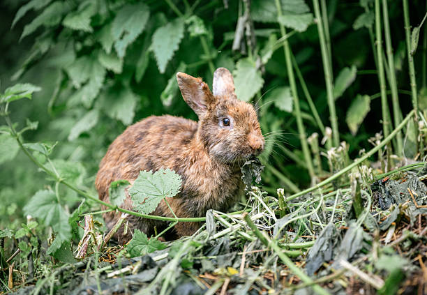 Cute brown rabbit sitting on green grass in backyard garden