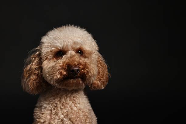 Portrait of  white poodle. Very shallow DOF .