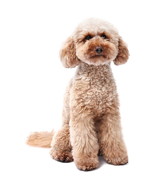 istock Cute Toy Poodle dog on white background. Lovely pet 2225633444