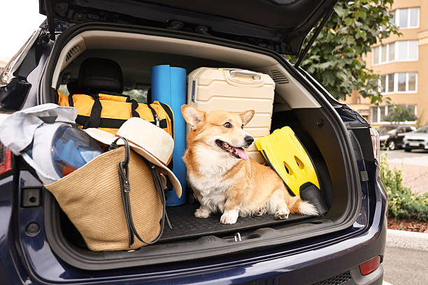 istock Pembroke Welsh Corgi with suitcase and other stuff in car trunk 2225633524