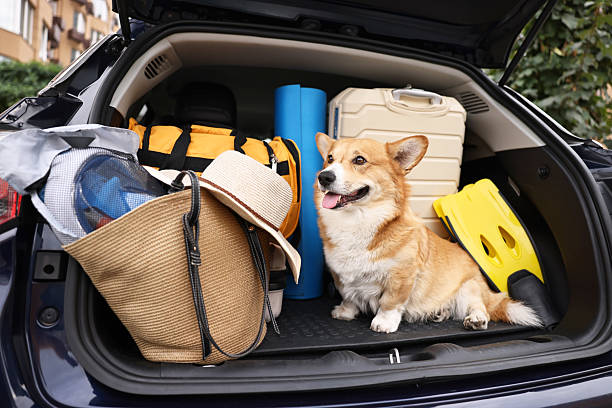 istock Pembroke Welsh Corgi with suitcase and other stuff in car trunk 2225633527