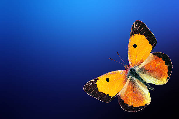 Bright orange butterfly on a blurred blue background. Summer concept. Colias croceus.