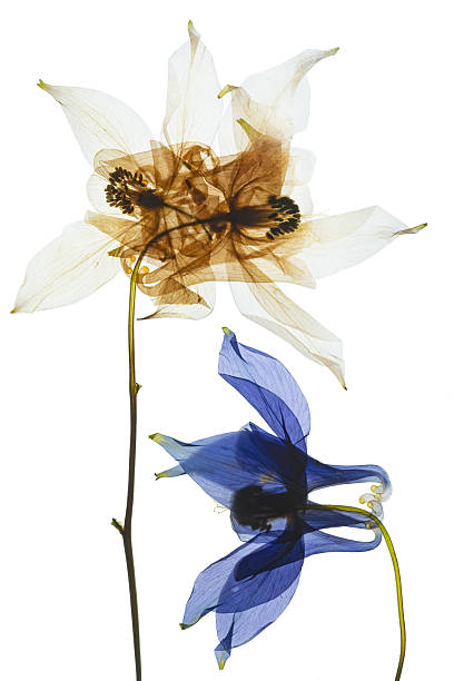 Columbine flowers on white background