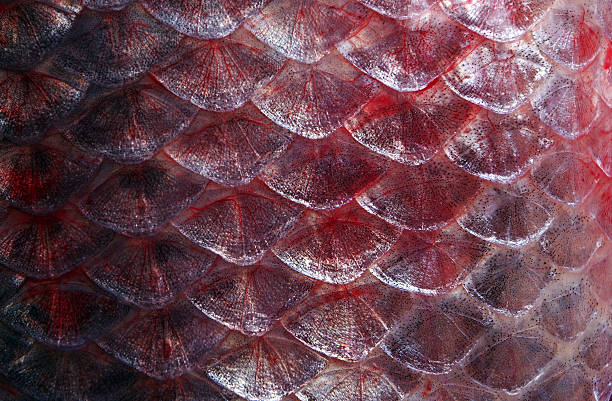 istock Scales fish texture background.  Close-up. Natural red background 2225637255
