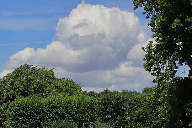 A towering cumulus cloud drifts above dense green foliage—trees and bushes clustered beneath a bright blue sky. A scene of  nature’s rhythm. The scene evokes quiet grandeur, lightness, and rural stillness.