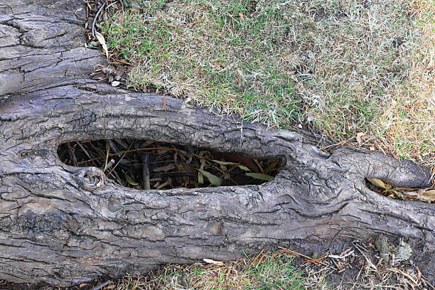 A gnarled tree root emerges from the soil, hollowed by time into a wide cavity. Grass and dry leaves frame its base, accentuating decay and form. The structure evokes quiet erosion—organic sculpture shaped by age, earth, and exposure.