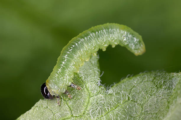 istock Small gooseberry sawfly Pristiphora rufipes - leaf of currant eating by larvae. The currant sawfly is a pest of currants and gooseberries. 2225638355
