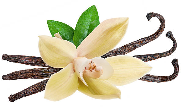 istock Yellow moth orchid flower and vanilla sticks on white background. File contains clipping path. 2225638632