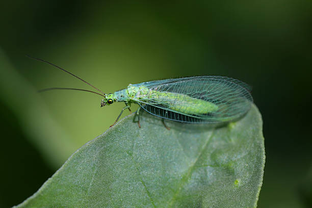 istock Green lacewing, Chrysoperia carnea. A predatory, beneficial insect. 2225640095