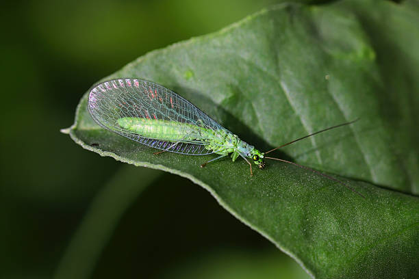 Green lacewing, Chrysoperia carnea. A predatory, beneficial insect.