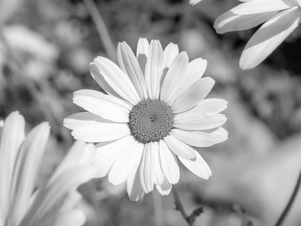 istock Black and white single daisy in full bloom 2225640330