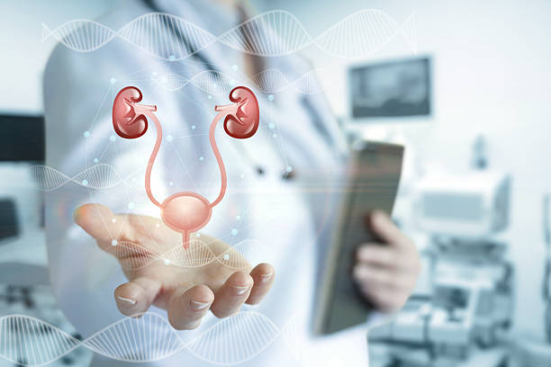 Doctor with kidney model in clinic.