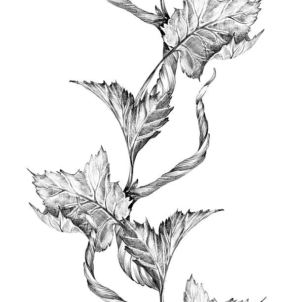 istock Grapevine branch with leaves and berries. Seamless border, Hand drawn with pencil. Graphic drawing. For food, packaging and cosmetics 2225646978