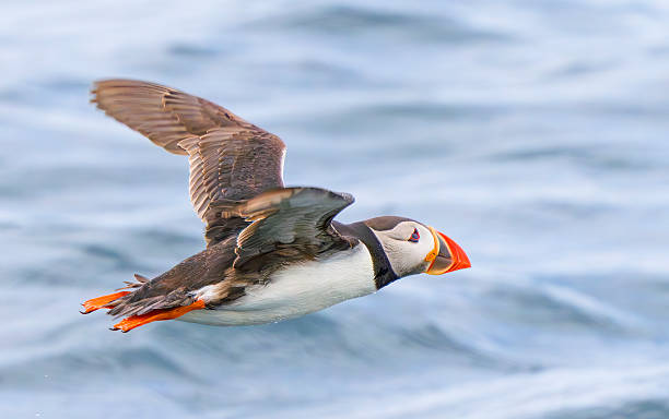 istock Puffin, Farne Islands 2225647223