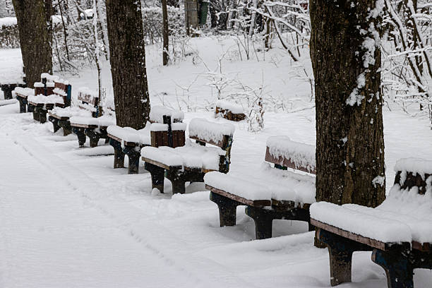 Row of benches covered in snow  in an empty park.