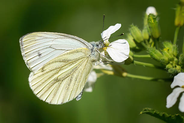 istock Small Cabbage White Butterfly (Pieris rapae) with visible underside of wings on a radish plant 2225650424