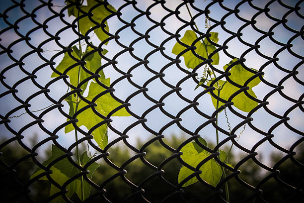istock a chain-link fence with green vines and leaves growing through it abstract pattern background. 2225651649